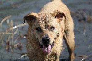 mixed breed dog