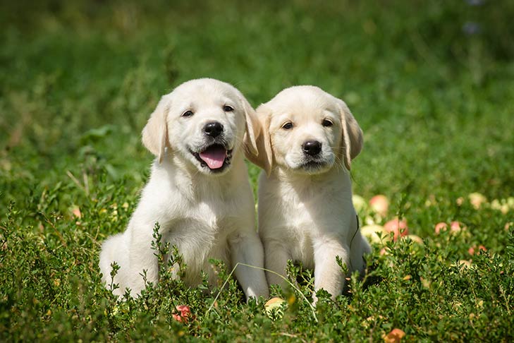 Register Your Dog