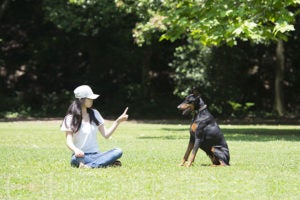 Training Your Dog